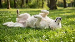Cane bianco che si rotola sull'erba in un parco verde e soleggiato