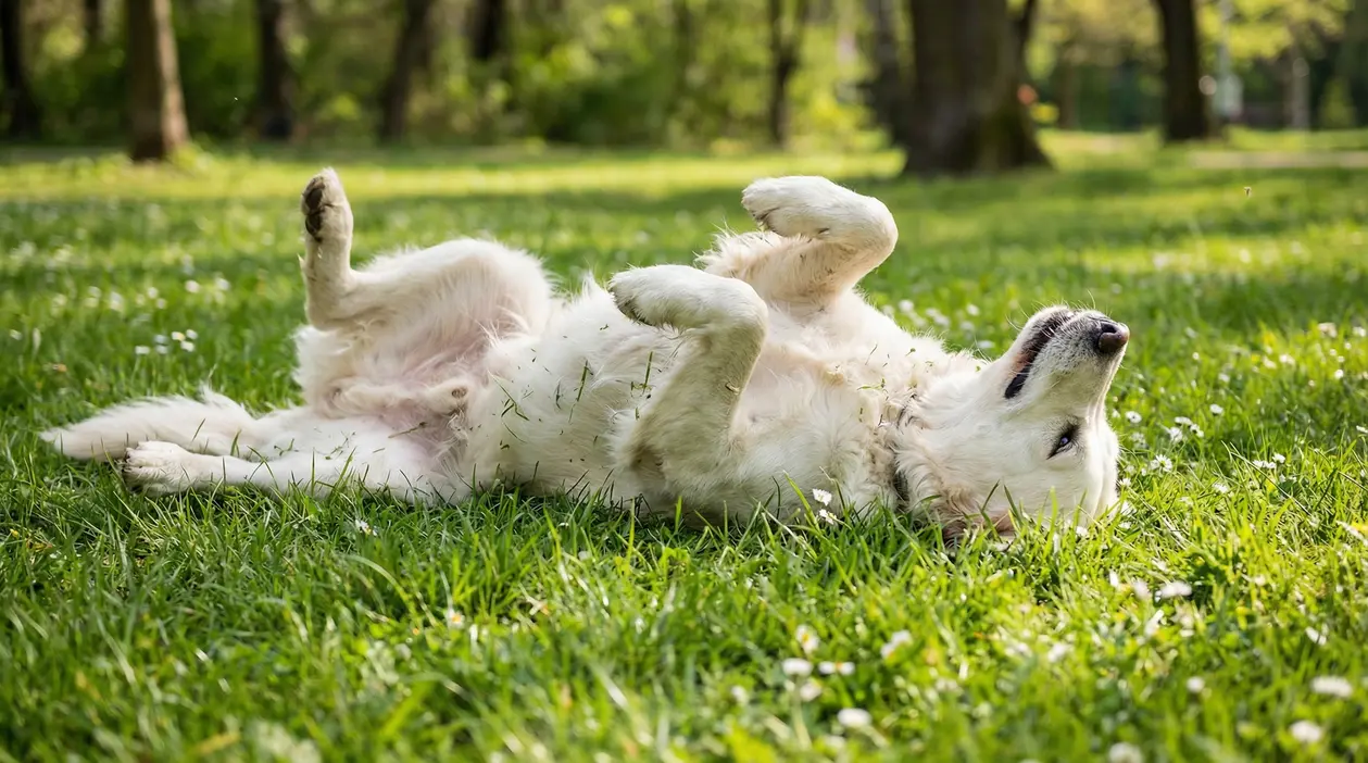 Cane bianco che si rotola sull'erba in un parco verde e soleggiato