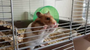 Criceto che morde le sbarre della sua gabbia in una lettiera con ruota verde