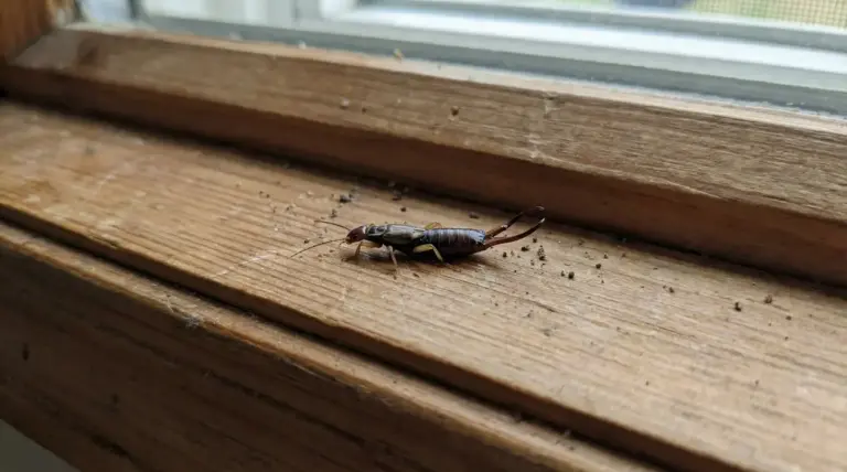 Un insetto forbice su un davanzale in legno all'interno di una casa